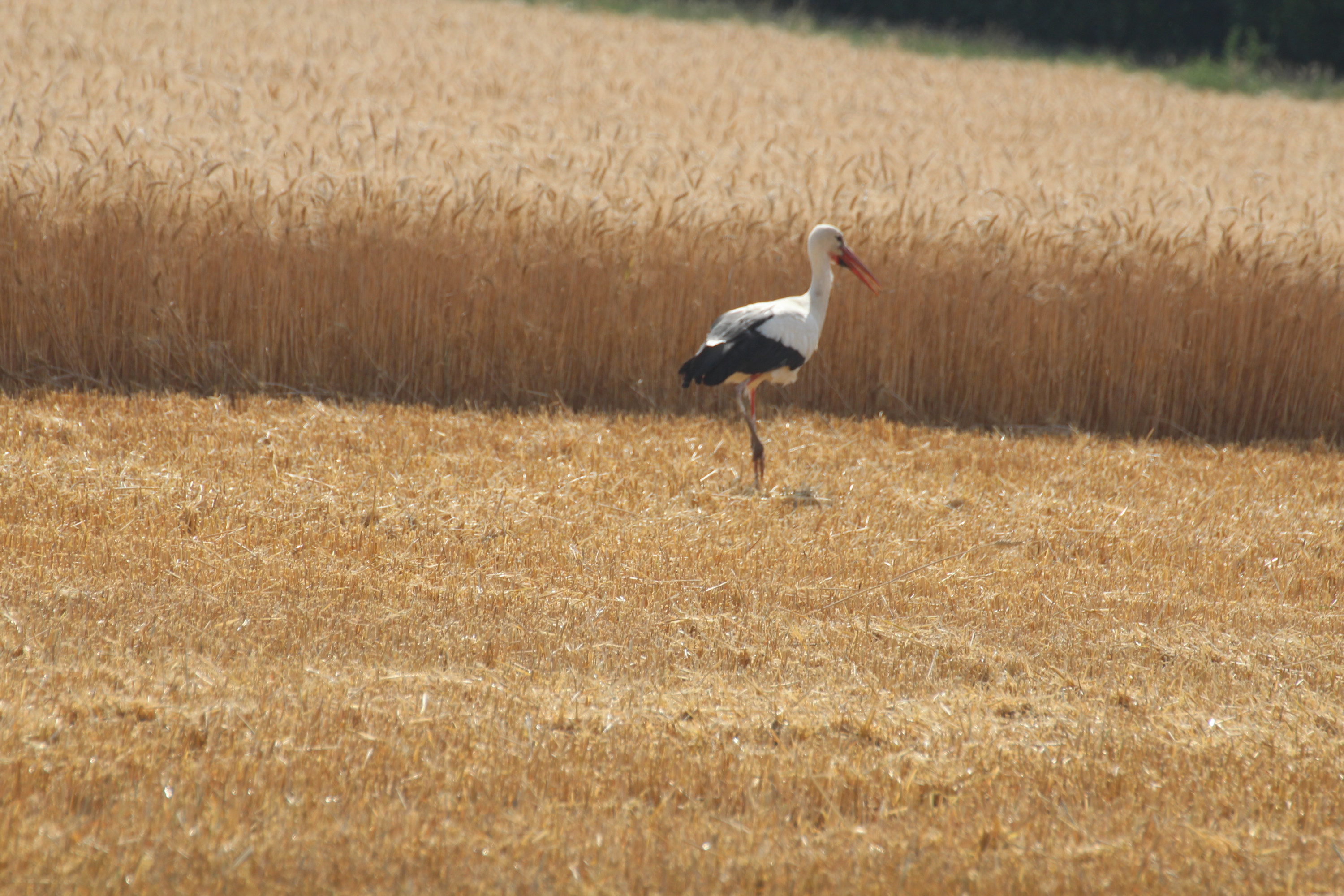 DER CLAAS und sein BEGLEITER